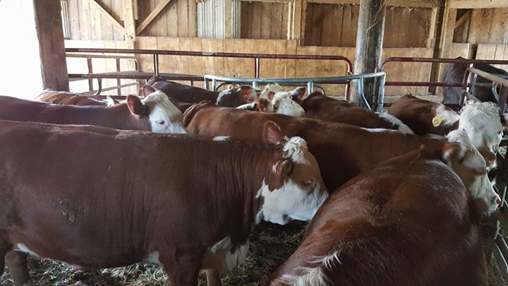 Purebred Hereford- Bred Heifers, open heifers and steers.